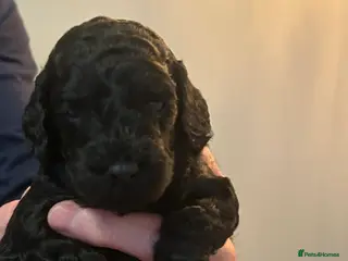 Mini Goldendoodle dogs Dazzling F1b Goldendoodles - Advert 1