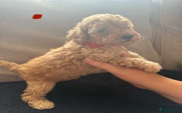 Toy Poodle dogs for sale: Toy poodle puppies  - Image 5