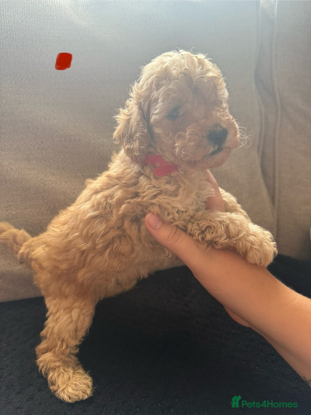 Toy Poodle dogs for sale: Toy poodle puppies  - Image 5