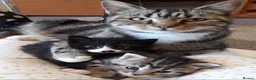 Mixed Breed cats for sale: Two Tabby Sisters *READY NOW* - Advert 9