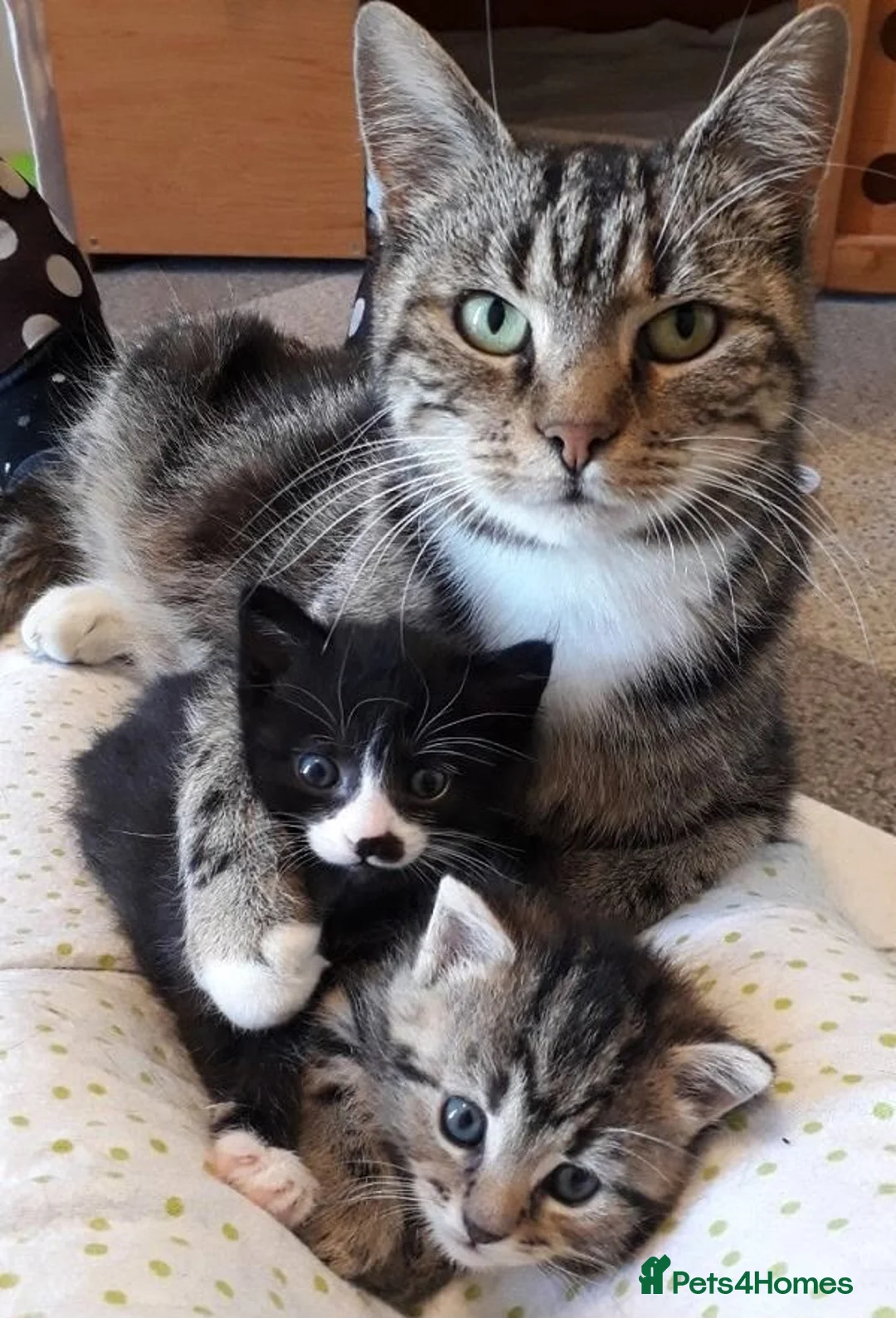 Mixed Breed cats for sale: Two Tabby Sisters *READY NOW* - Advert 9