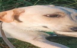 Labrador Retriever dogs for adoption: Blondie - Image 4
