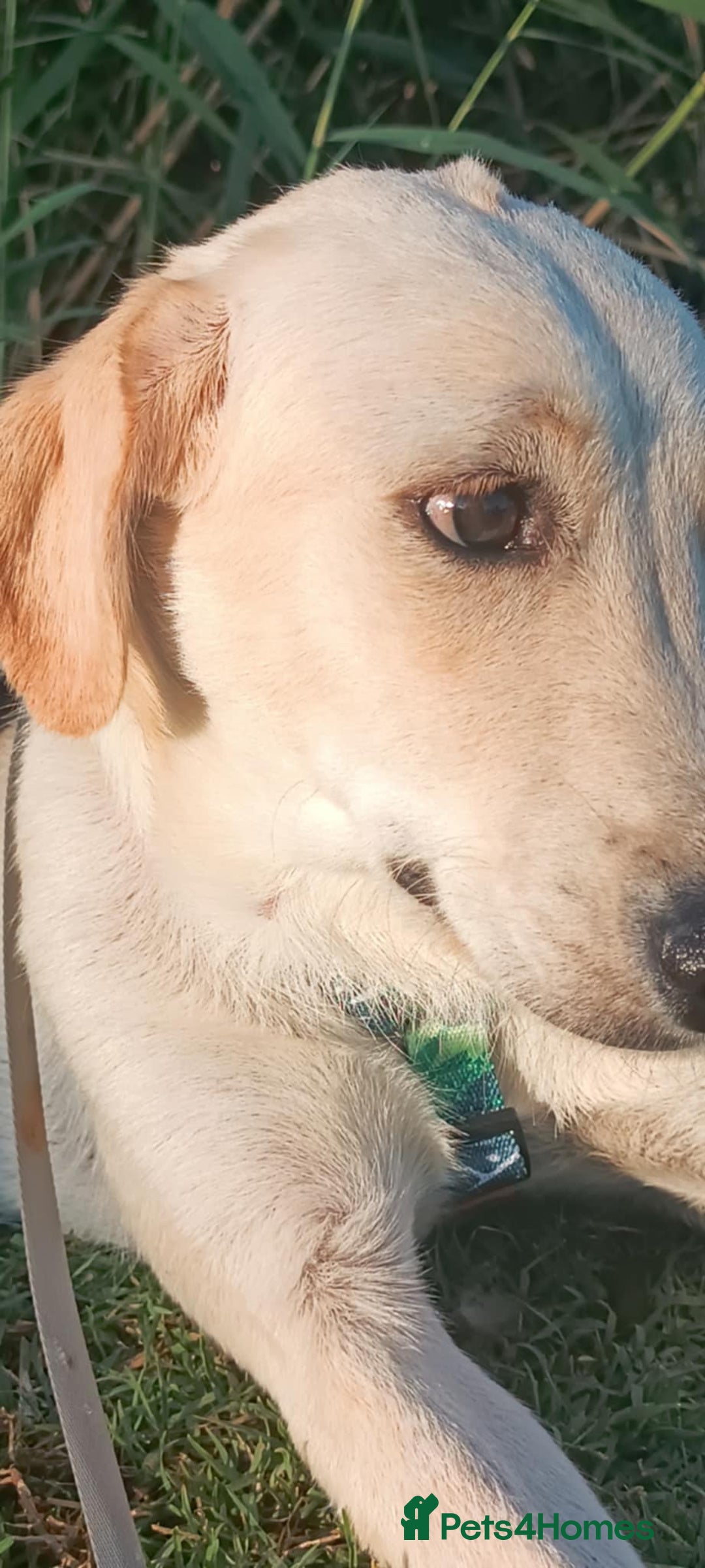 Labrador Retriever dogs for adoption: Blondie - Image 4