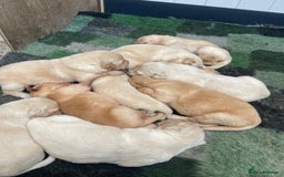 Golden Retriever dogs for sale: Fantastic litter of golden retriever puppies - Image 4
