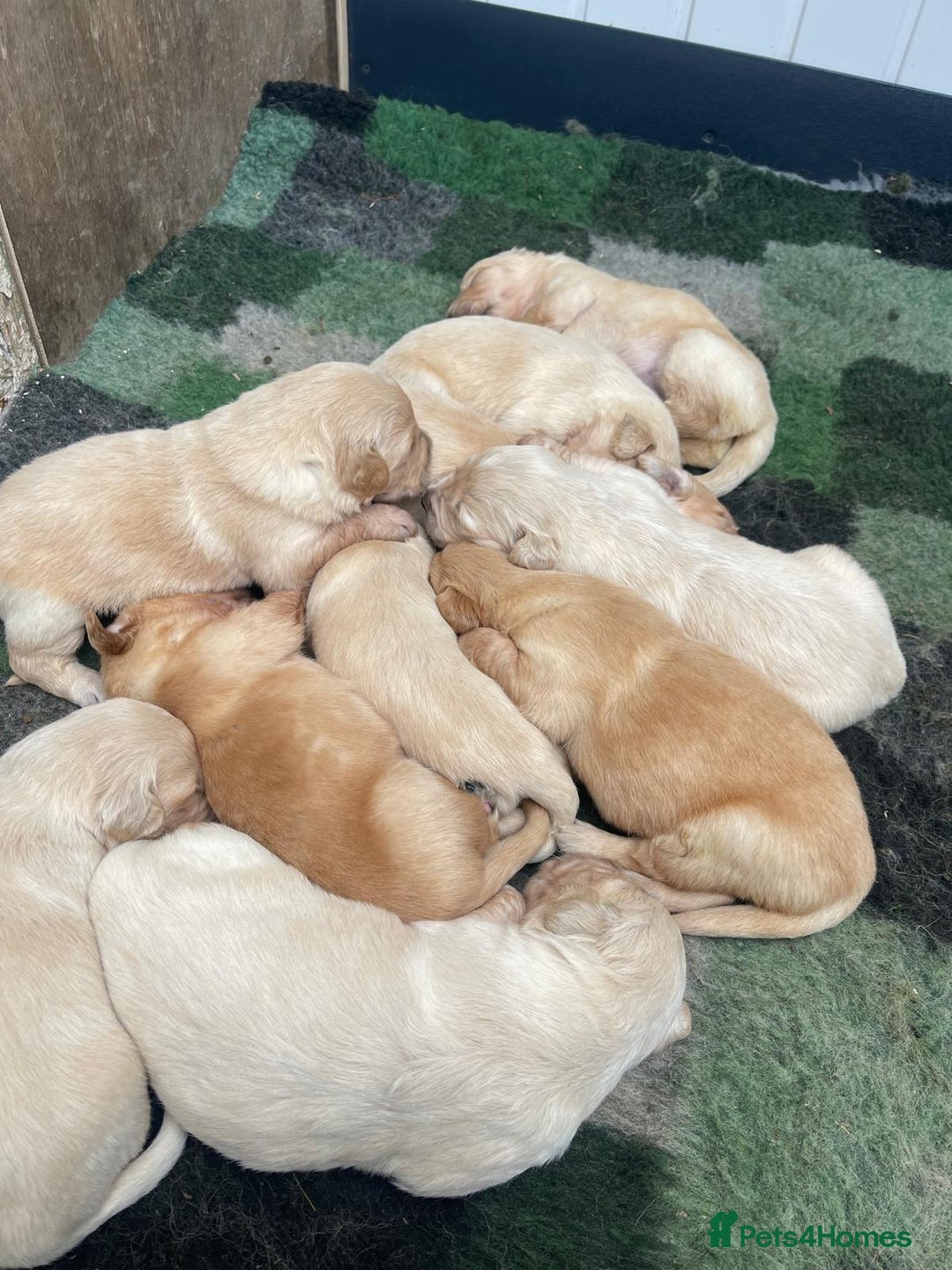 Golden Retriever dogs for sale: Fantastic litter of golden retriever puppies - Image 4
