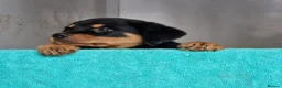 Rottweiler dogs for sale: Chunky Rottweiler pups - Advert 6