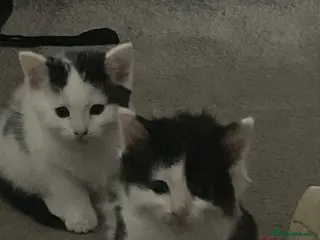 Turkish Van cats Litter of 6 kittens - Advert 3