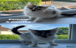 British Shorthair cats for sale: 8 Kittens - Image 4