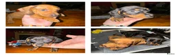 Miniature Dachshund dogs for sale: 3 male Miniature Dachshund CUDDLE BUDDIES for sale - Advert 1