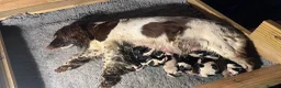 English Springer Spaniel dogs for sale: Pedigree English Springer Spaniel Pups  in Haywards Heath - Advert 3