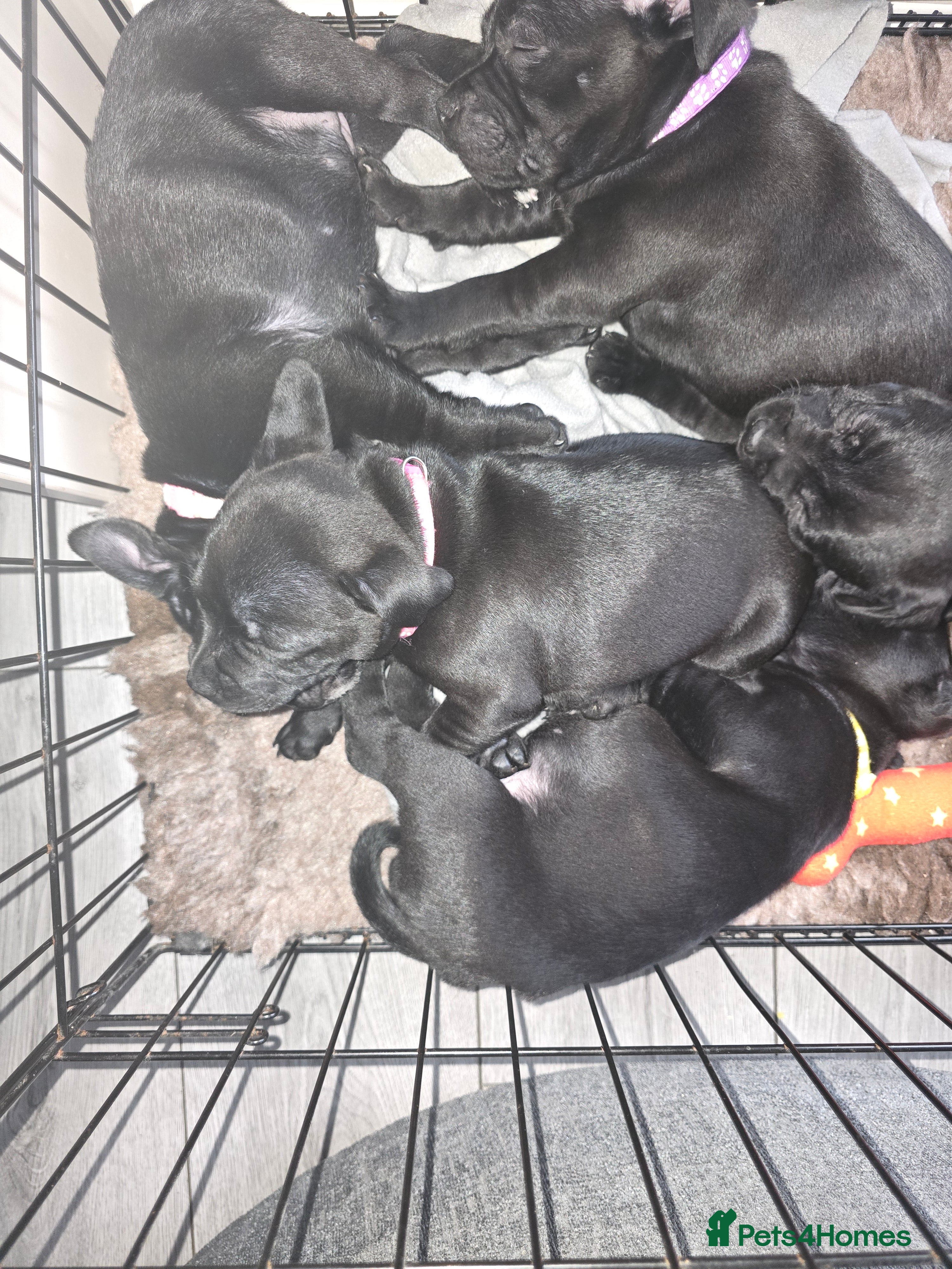 Staffordshire Bull Terrier dogs Kc registered Staffordshire bullterrier  - Advert 3