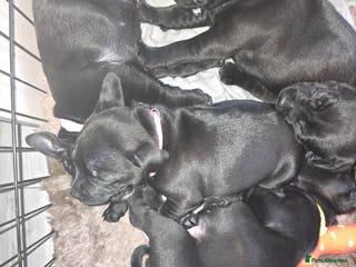 Staffordshire Bull Terrier dogs Kc registered Staffordshire bullterrier - Advert 3