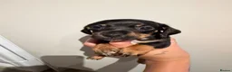 Miniature Dachshund dogs for sale: Beautiful Miniature dachshunds  - Advert 4
