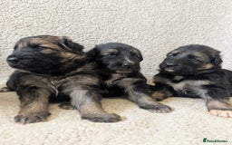 German Shepherd dogs for sale: 💛 German Shepherd Puppies – Full Pedigree Parents - Image 9