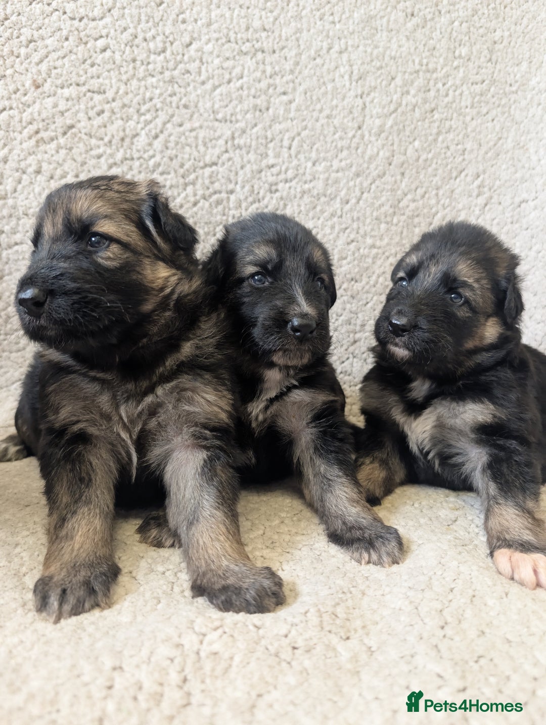 German Shepherd dogs for sale: 💛 German Shepherd Puppies – Full Pedigree Parents - Image 9