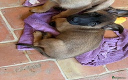 Mixed Breed dogs for sale: Stunning Belgium malinois  - Image 12