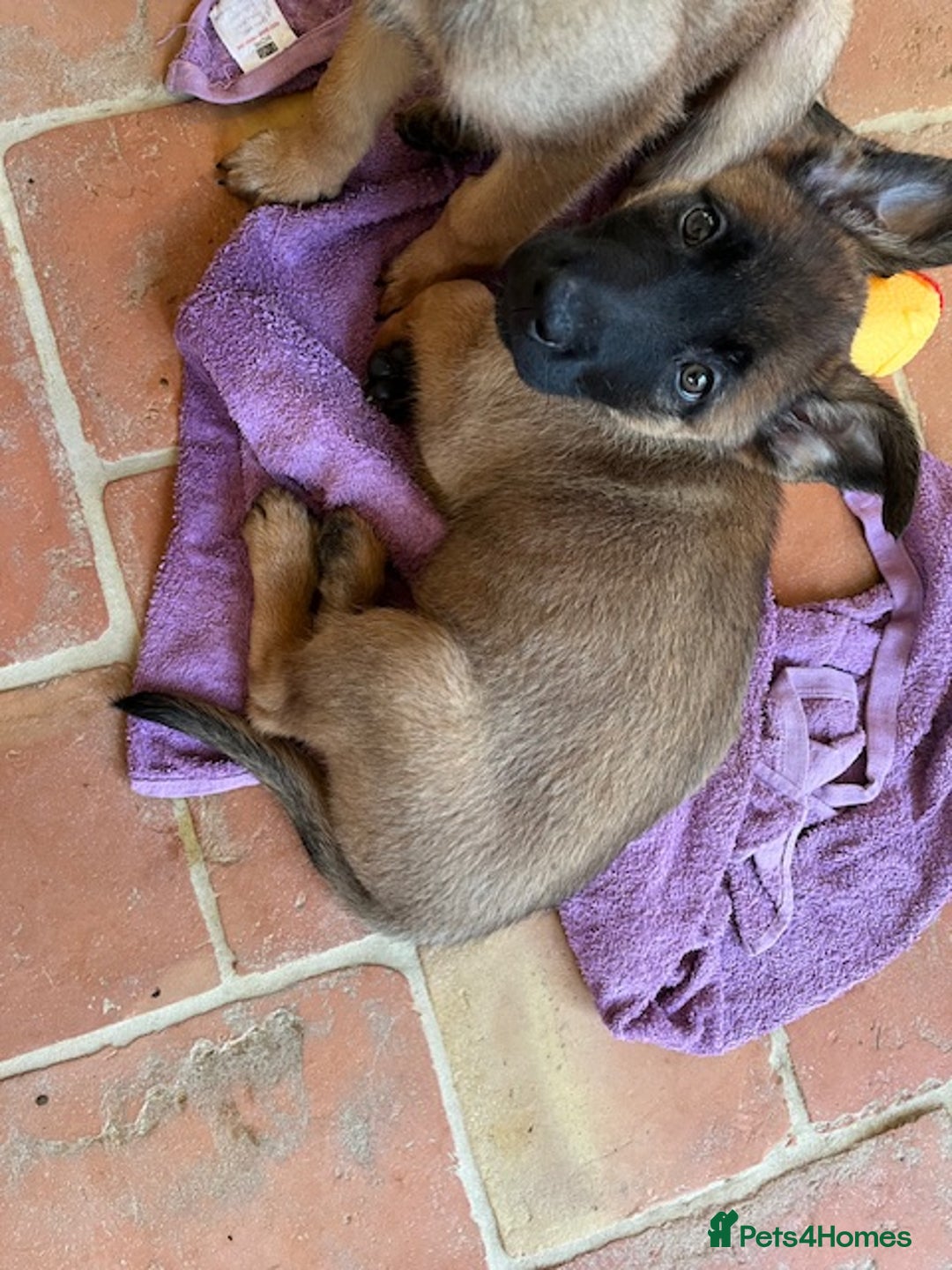 Mixed Breed dogs for sale: Stunning Belgium malinois  - Image 12