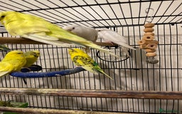 Budgerigars birds for sale: Budgies  - Advert 3