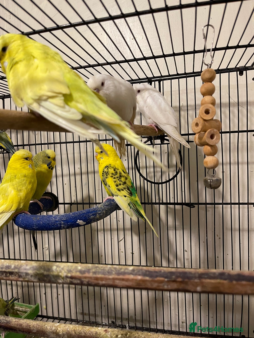 Budgerigars birds for sale: Budgies  - Advert 3