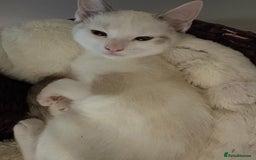 Ragdoll cats for sale: 3 Rag Cross Kittens - Image 14