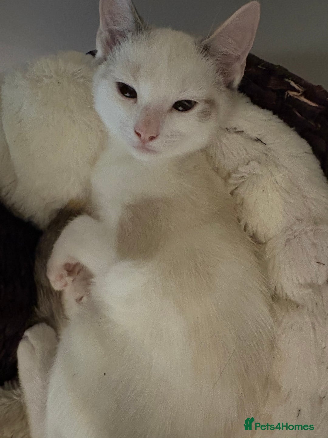 Ragdoll cats for sale: 3 Rag Cross Kittens - Image 14