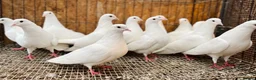 Pigeons birds for sale: PURE WHITE ENGLISH GARDEN DOVES in Bristol - Advert 7