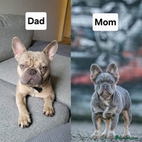 French Bulldog dogs Beautiful French Bulldog Puppies 2xF - fluffy, 1xM - Advert 2