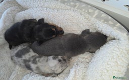 Miniature Dachshund dogs for sale: Miniature smooth dachshund  - Image 5