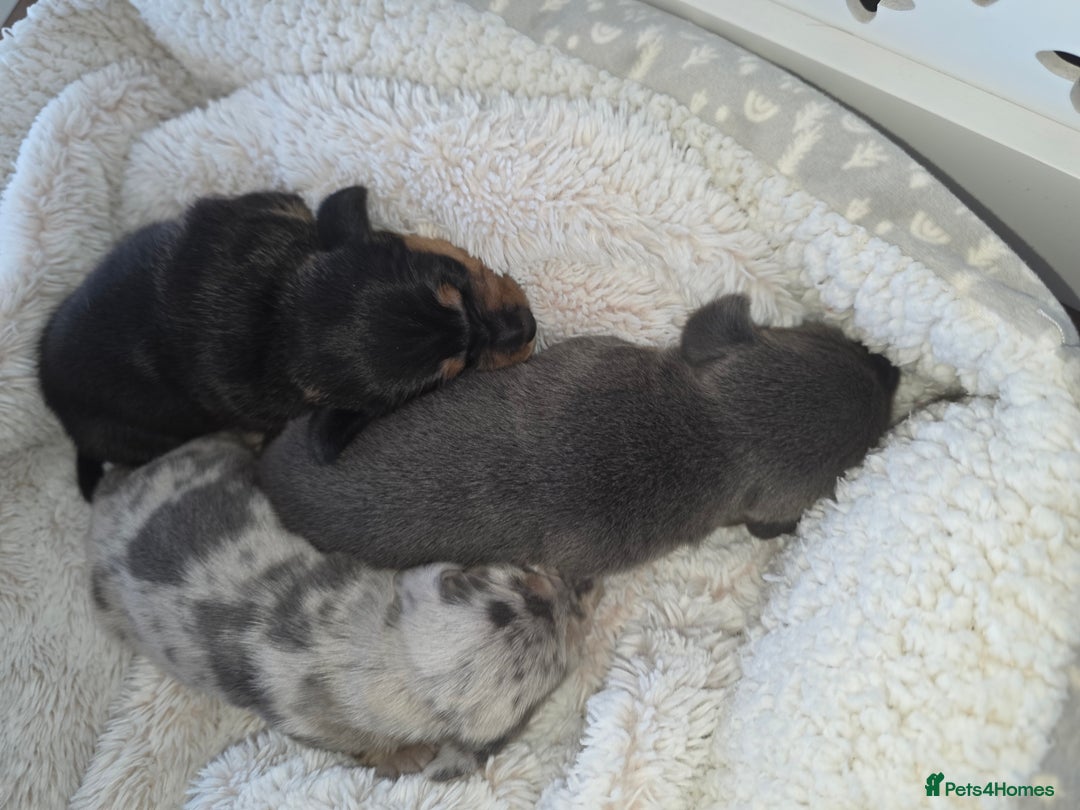 Miniature Dachshund dogs for sale: Miniature smooth dachshund  - Image 5
