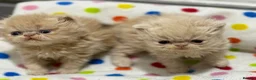 Persian cats for sale: GCCF registered Persian kittens  - Advert 9