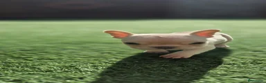 French Bulldog 1