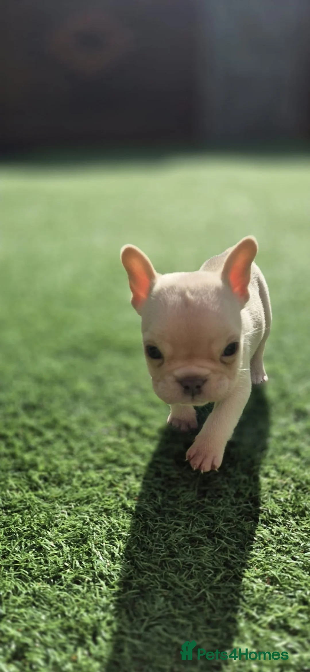 French Bulldog dogs for sale: Beautiful KC French Bulldog Puppy  - Advert 34