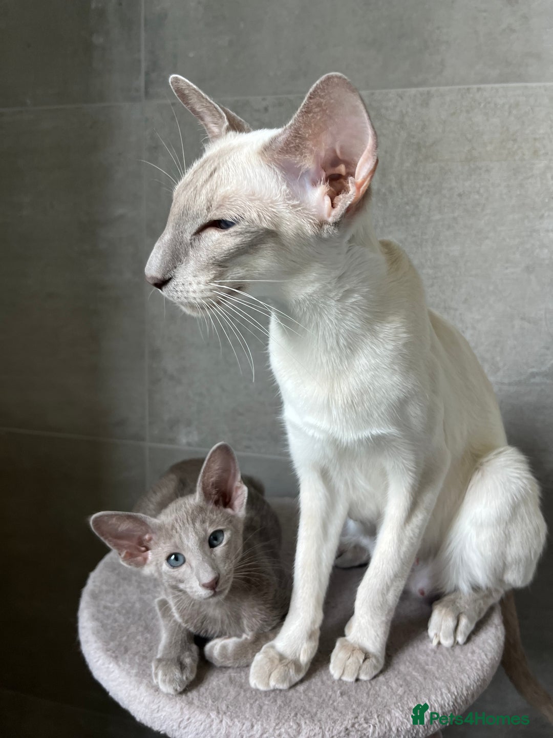 Oriental cats for sale: Oriental and Siamese kittens GCCF reg - Image 20