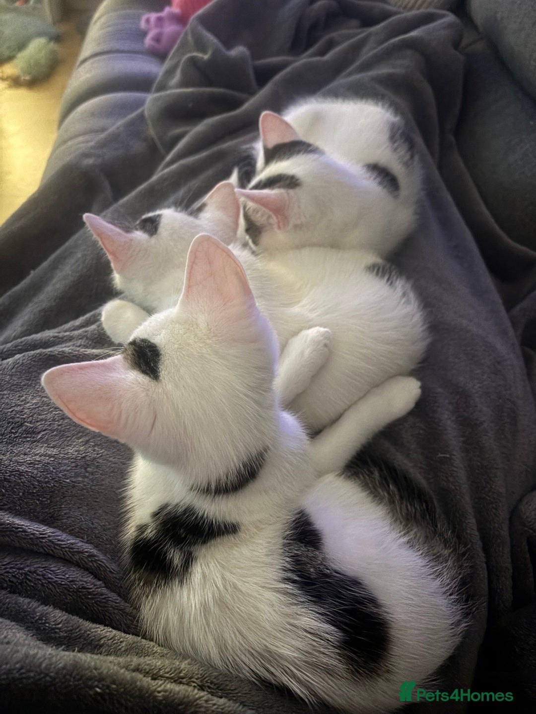 Domestic Shorthair cats for sale: Kittens 2 boys and 1 girl - Advert 2