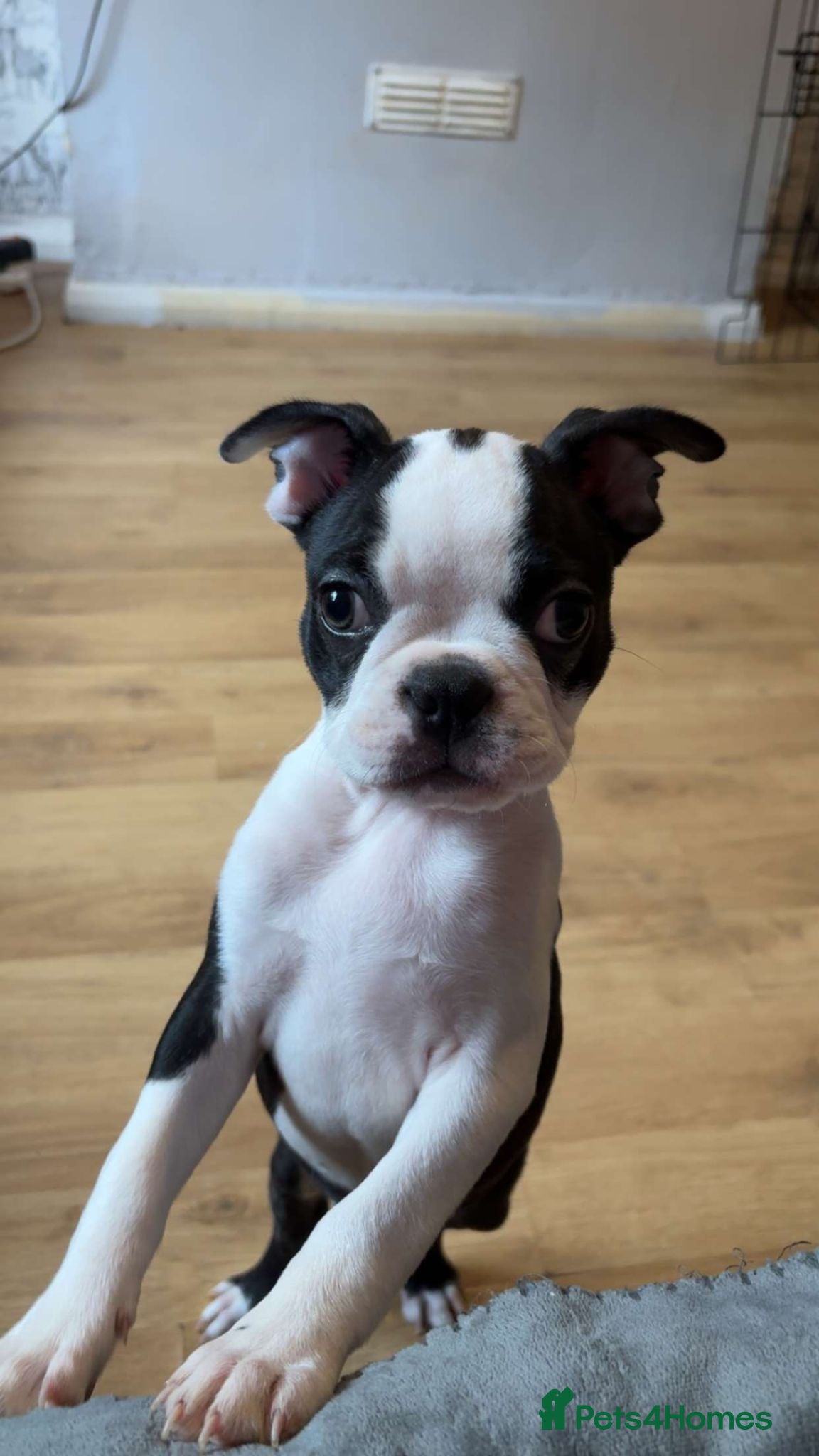 Boston Terrier dogs JUST 1 GIRL LEFT KC Registered Boston puppies - Advert 3