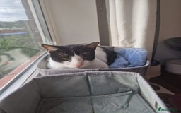 Arabian Mau cats for adoption: Beautiful Oreo - Image 7
