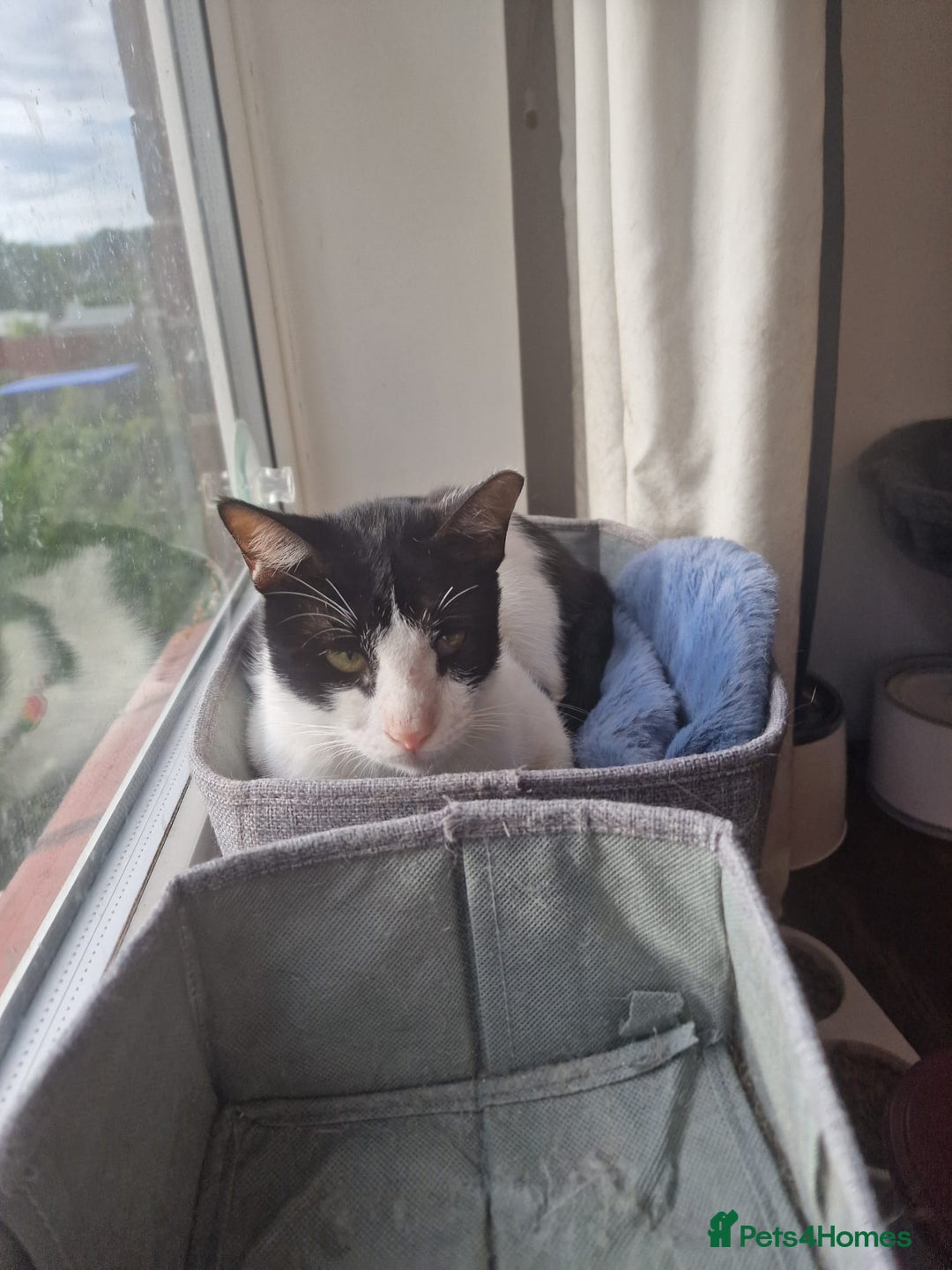 Arabian Mau cats for adoption: Beautiful Oreo - Image 7