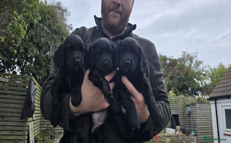 Cocker Spaniel dogs - Advert 10