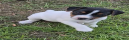 Jack Russell dogs for sale: Tess & jacks puppies - Advert 15