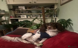 English Springer Spaniel dogs for stud: Tri colour English springer spaniel stud  in Horsham - Image 24