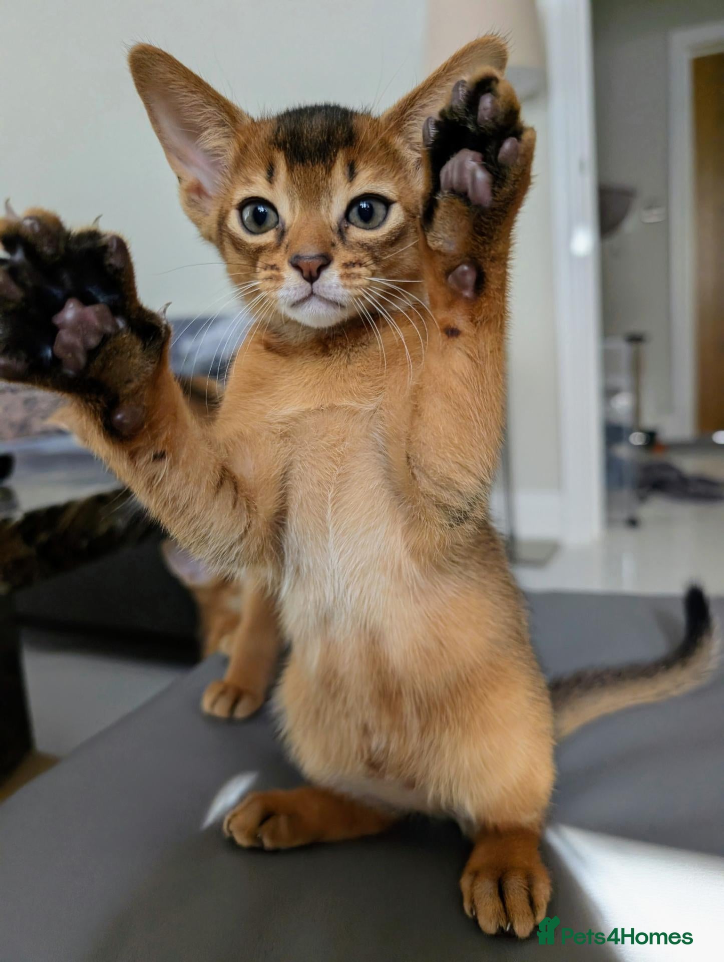 Abyssinian cats 🩵Boy🩵 Show class kitten 🐾 - Advert 15