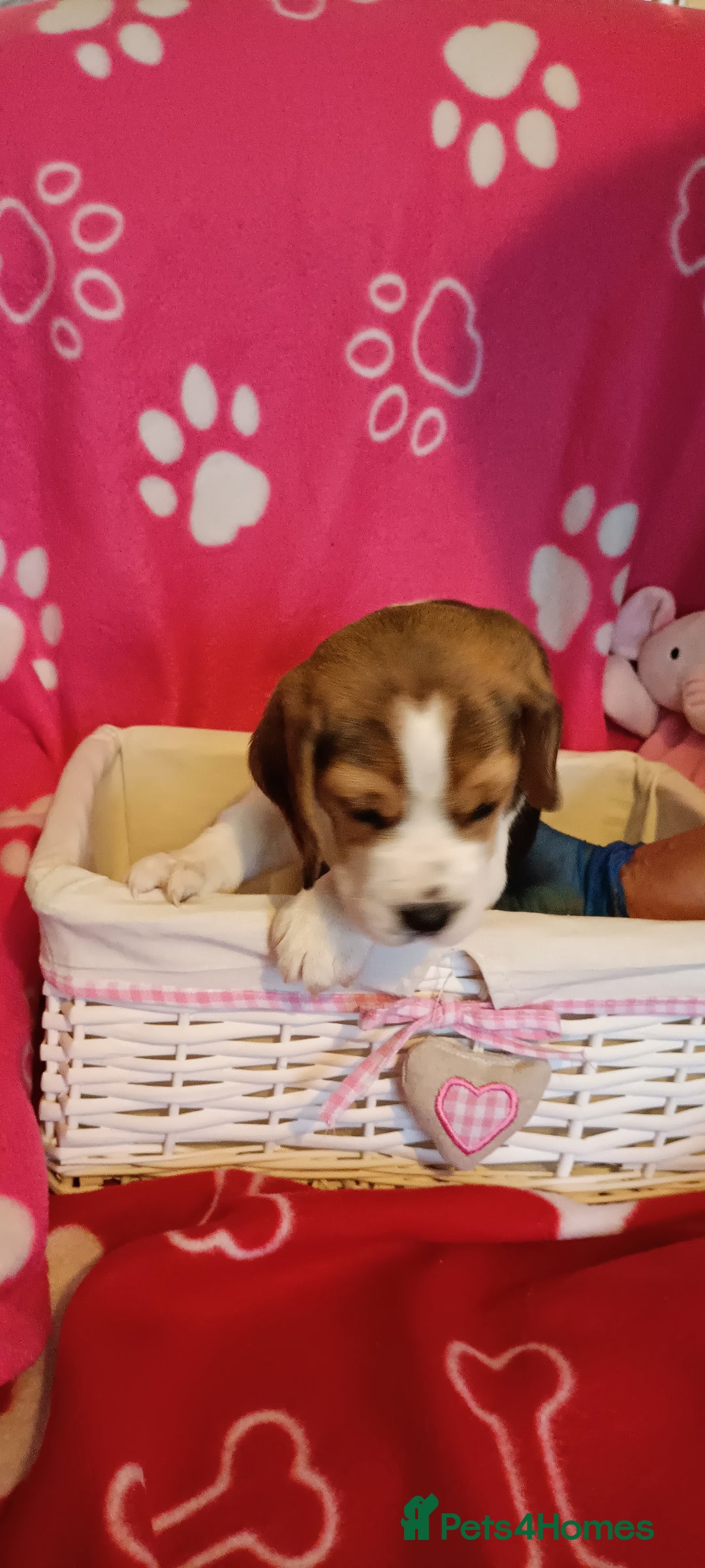 Beagle dogs for sale: Beautiful beagle puppies  - Image 7