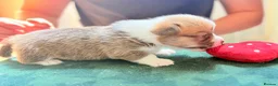 Welsh Corgi Pembroke dogs for sale: Welsh corgi (Pembroke) puppies - Advert 14
