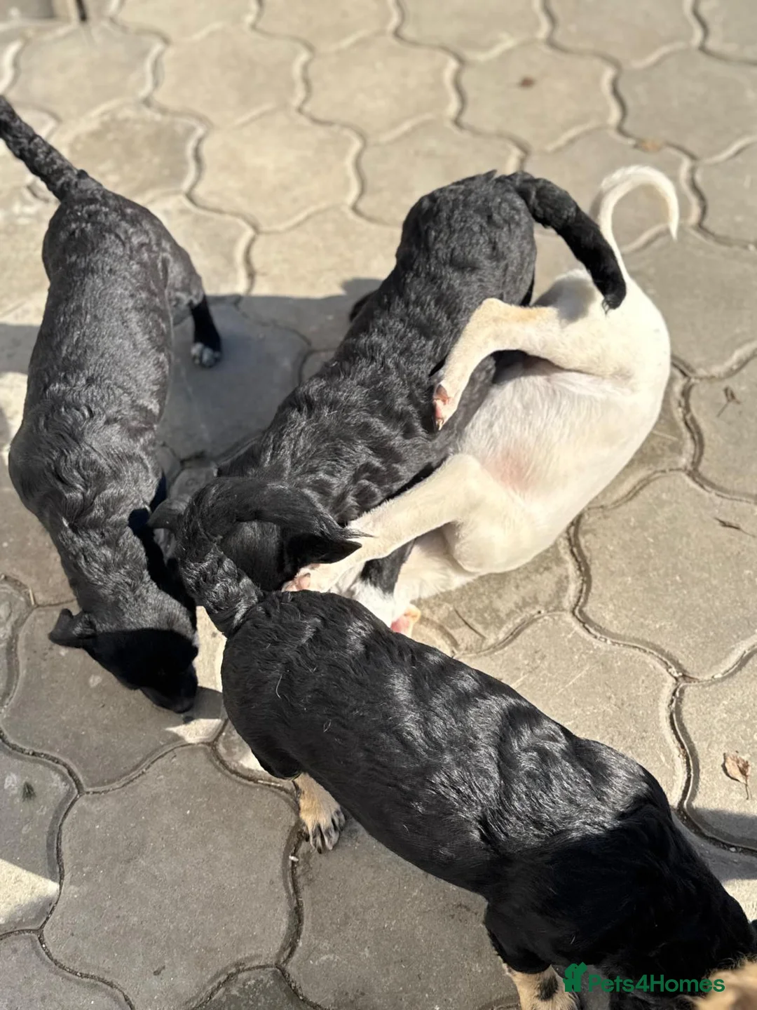 Mixed Breed dogs for adoption: 🐾 JACK – Gentle Soul with the Sweetest Eyes - Advert 8