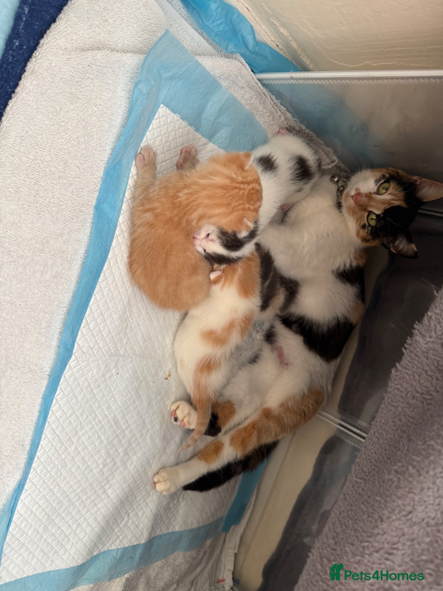 Mixed Breed cats Two beautiful kittens  - Advert 4
