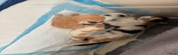 Mixed Breed cats for sale: Two beautiful kittens  in Carterton - Advert 1
