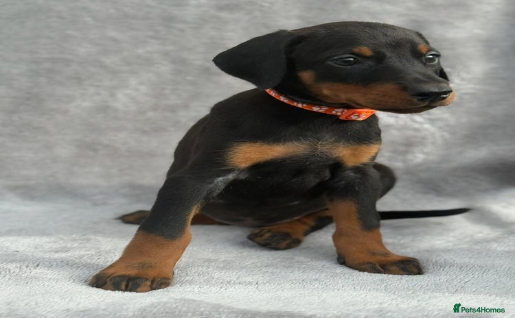 Dobermann dogs - Advert 3