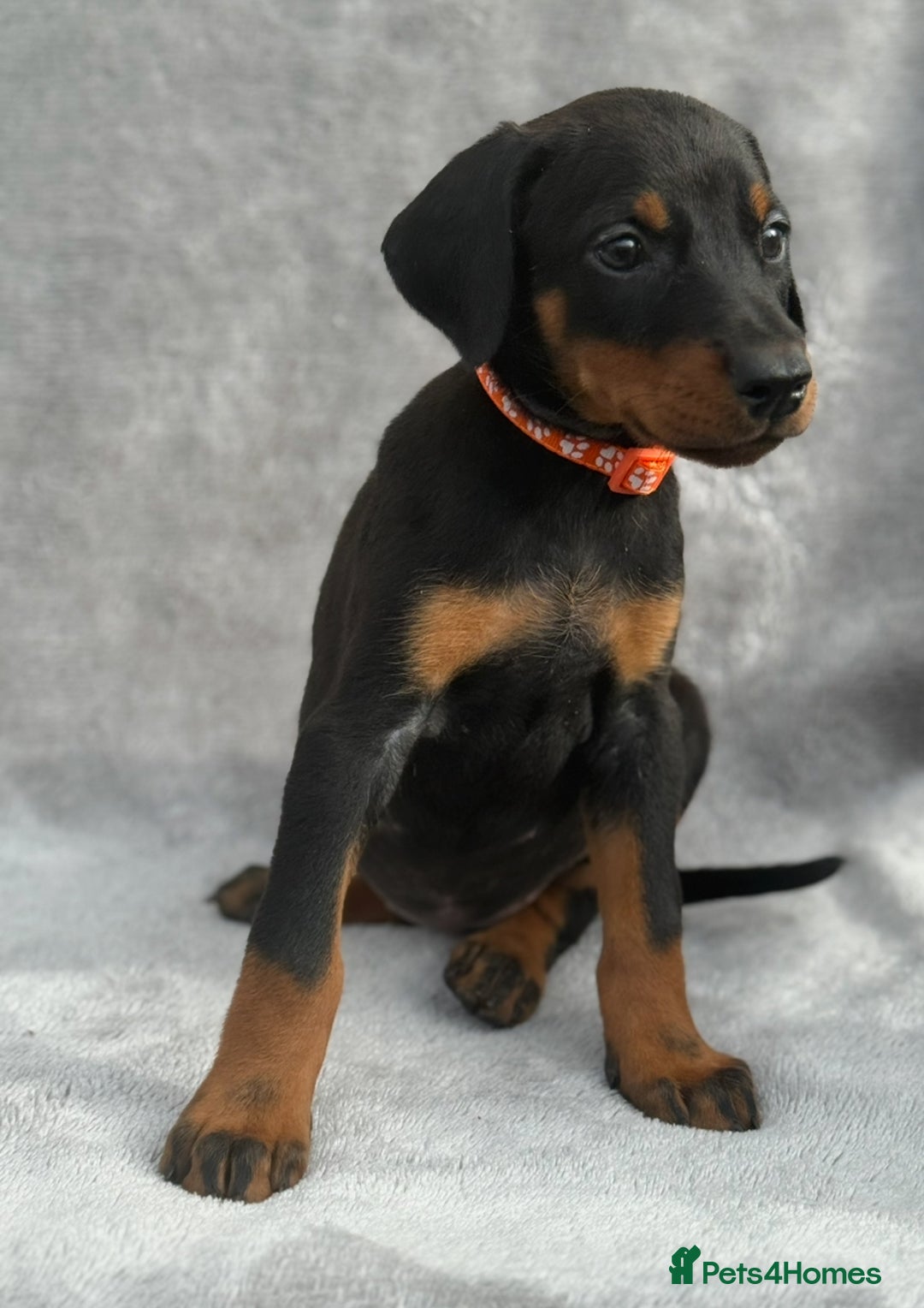 Dobermann dogs for sale: Kc Reg.European Blood lines Doberman Puppies - Image 17