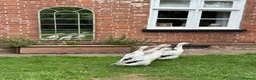 Ducks poultry for sale: 4 Female Indian Runner Ducks – Mum & 3 Daughters - Advert 5
