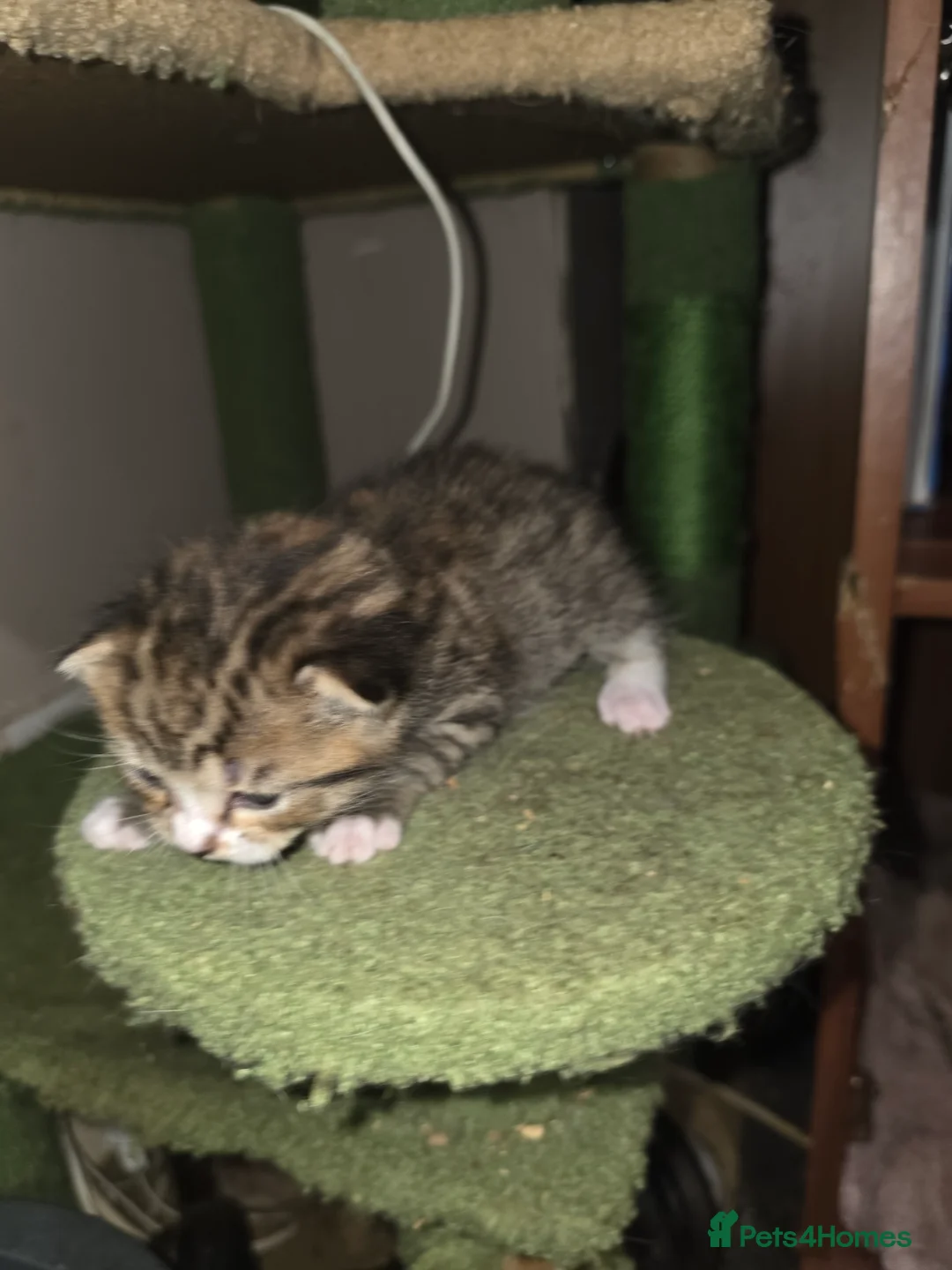 Mixed Breed cats for sale: Beautiful kittens  - Advert 6